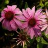 images/Bilder/Slideshows/Echinacea.jpg