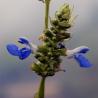 images/Bilder/Slideshows/Salvia_uliginosa.jpg